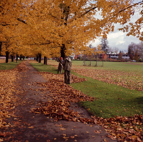 Two men raking leaves