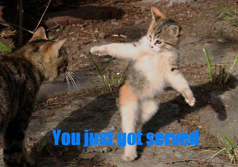 lolcat-got-served